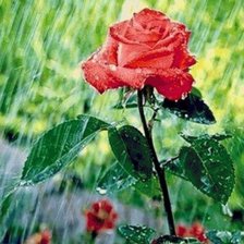 Схема вышивки «роза под дождем»