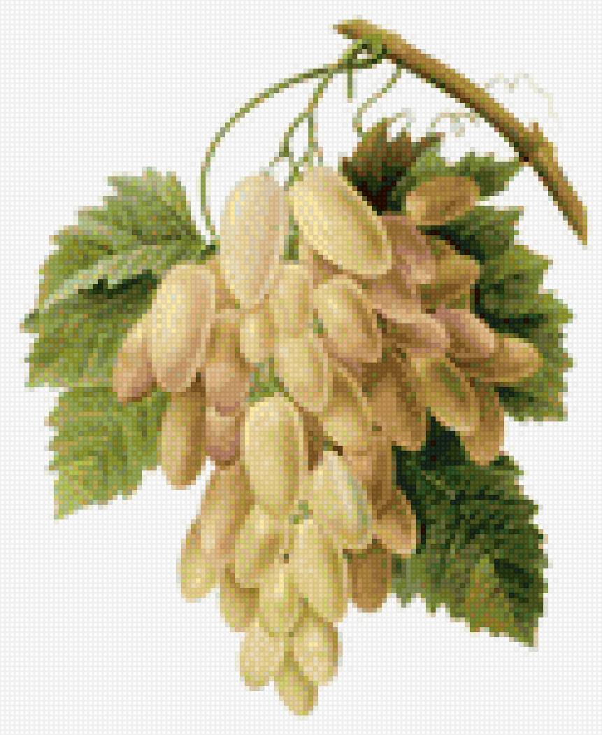 Гроздь винограда - предпросмотр