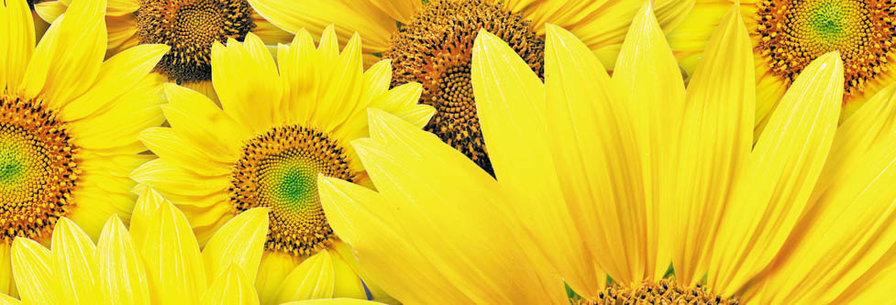 подсолнухи - оригинал