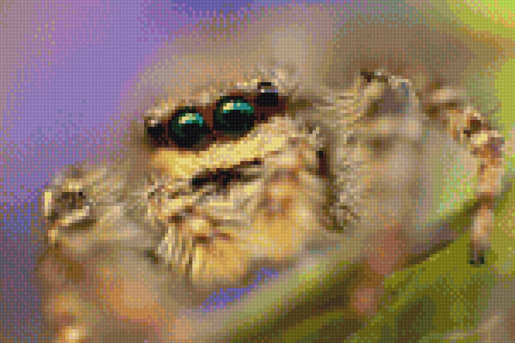 Паучок - глазки, паук, насекомые, паучок - предпросмотр