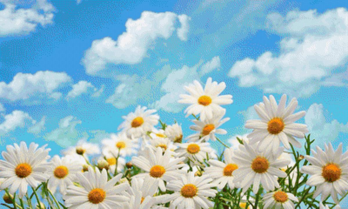 ромашковое поле - предпросмотр