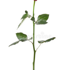 Схема вышивки «роза»