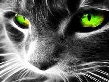 Схема вышивки «miau»