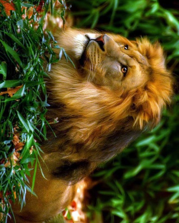лев - большие кошки - оригинал