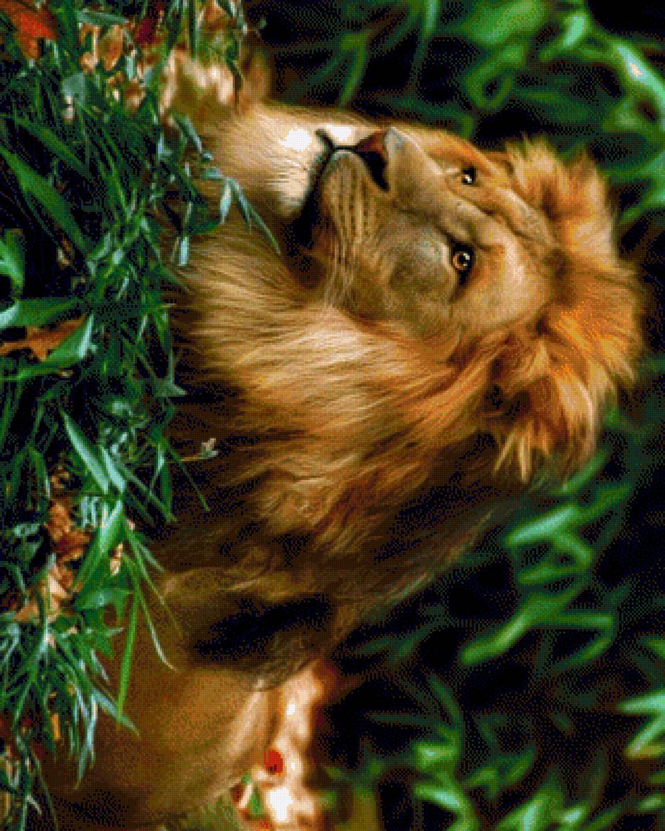 лев - большие кошки - предпросмотр