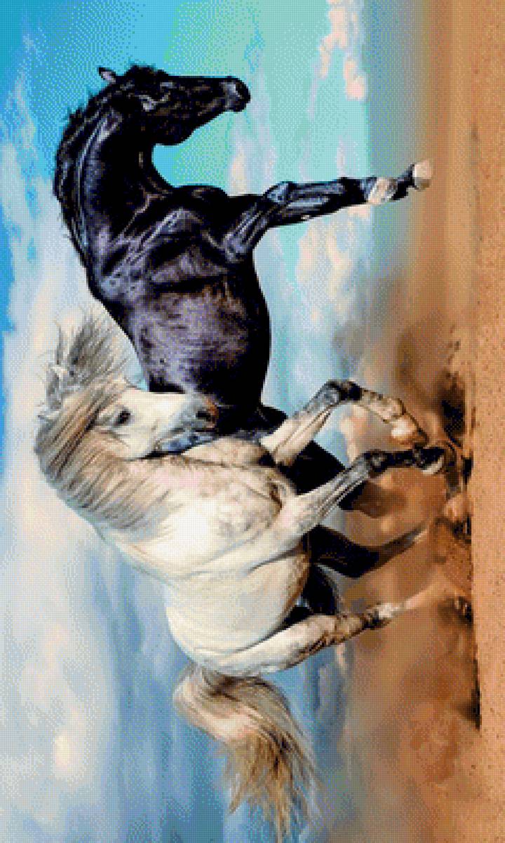 арабские скакуны - кони - предпросмотр