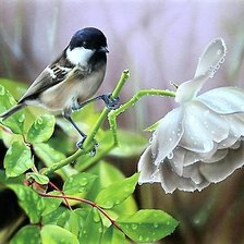 Схема вышивки «птичка»