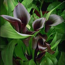 Схема вышивки «коричнево-зеленый»