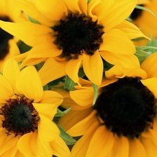 Схема вышивки «Подсолнухи»