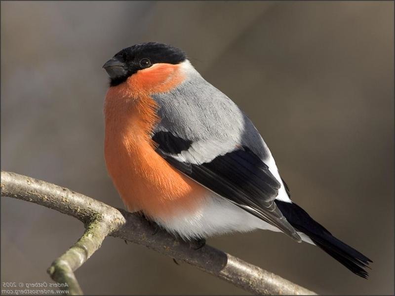 №1689158 - снегирь, птица - оригинал