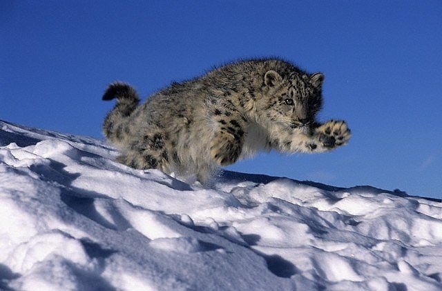 Ирбис - оригинал