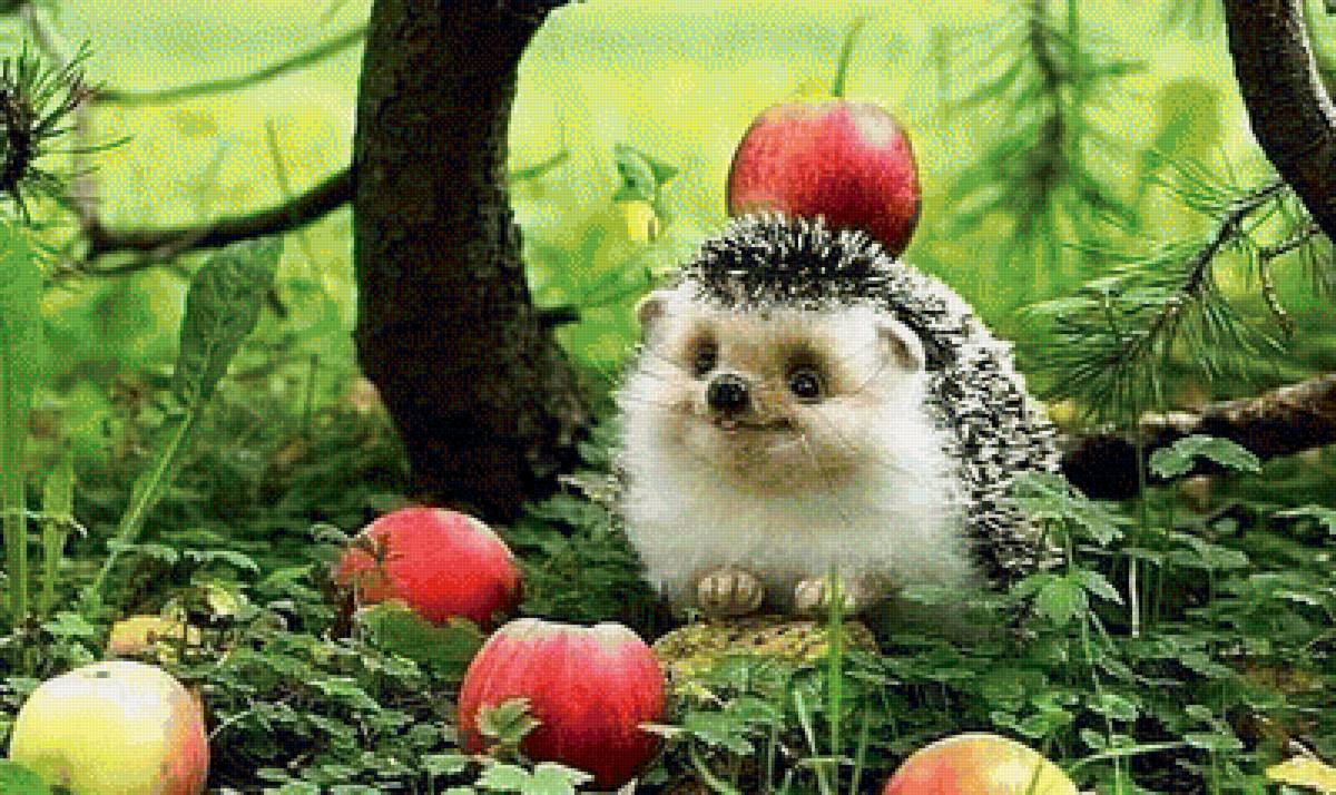 Ежики носят яблоки. Ежик с яблоком. Ежик несет яблоко. Я Ежик. Ежик с грибами и ягодами.