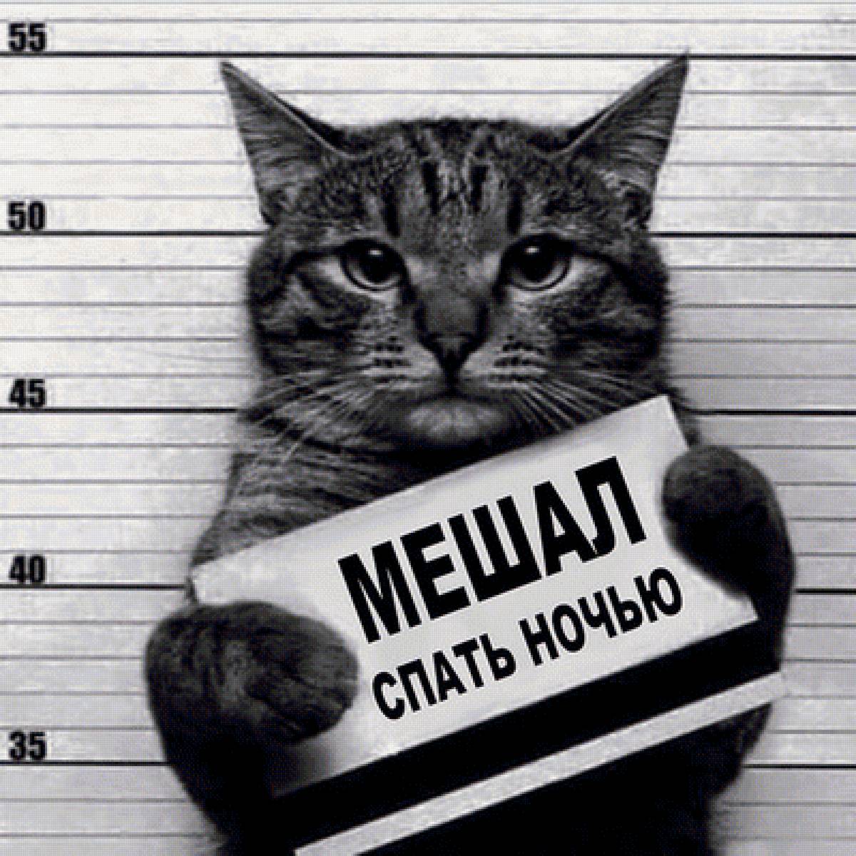 Котик - кот, животное, арт, юмор - предпросмотр