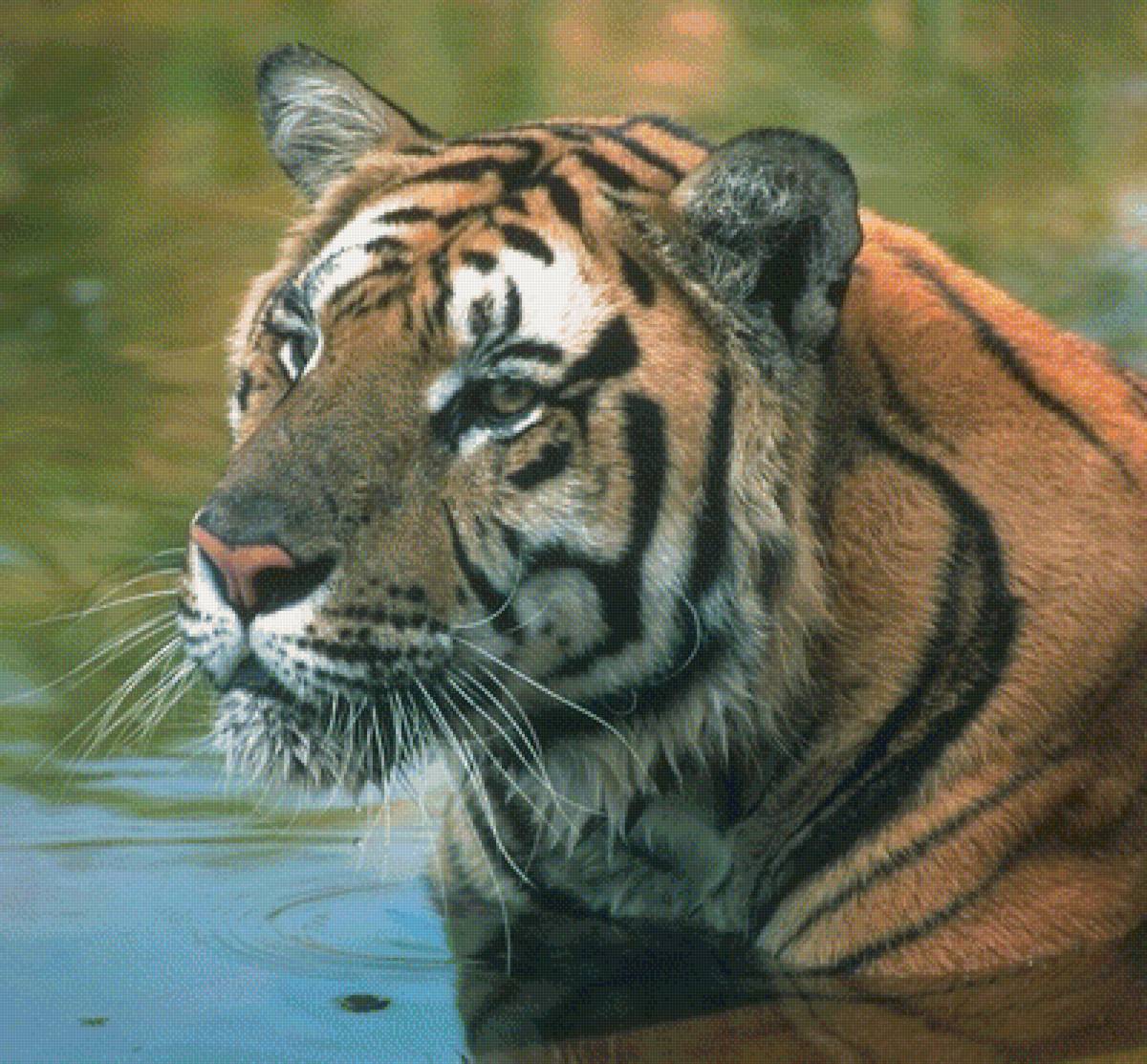 Тигр - пейзаж, животные - предпросмотр