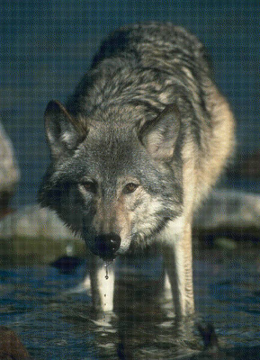 Волк - животные, пейзаж - предпросмотр