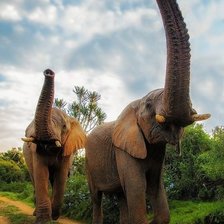 Схема вышивки «слони»