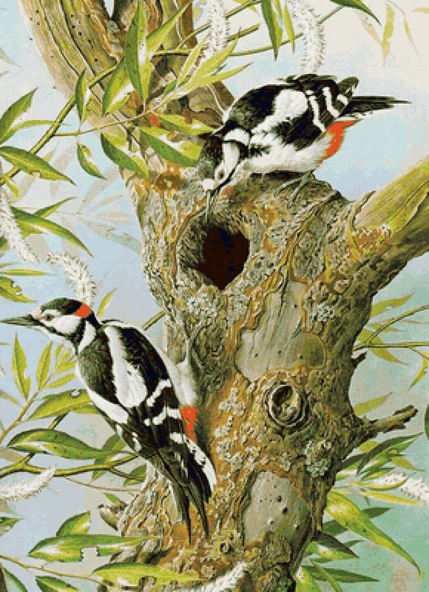 Серия Птицы - весна, птички, детял - предпросмотр