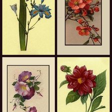 Оригинал схемы вышивки «цветочный коллаж 18» (№1691543)