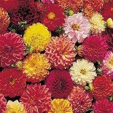 Схема вышивки «Жоржини»