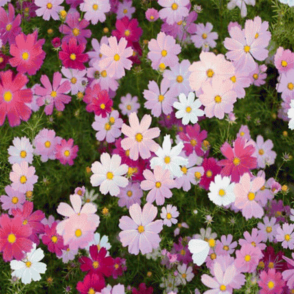 Космея - предпросмотр