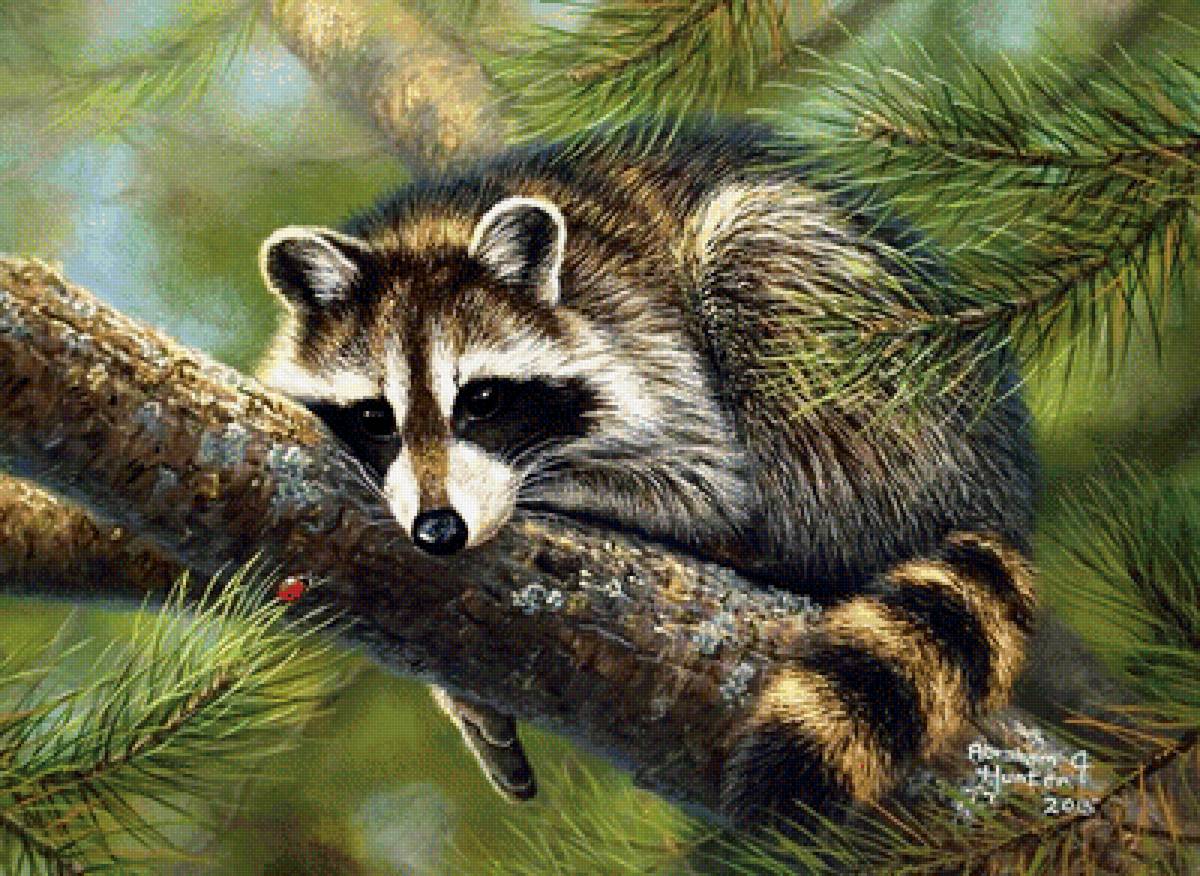 енот 2 - животные - предпросмотр