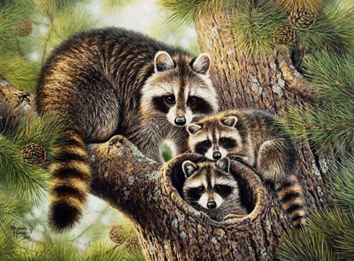 еноты - животные - предпросмотр