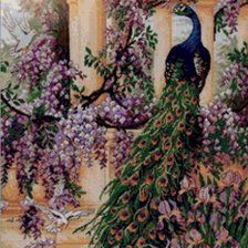 Схема вышивки «павлин»