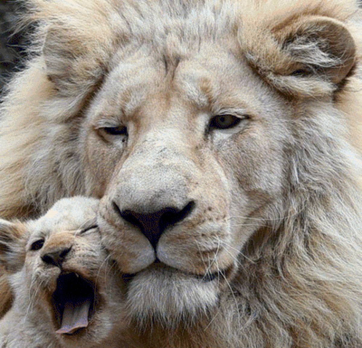 Леви - предпросмотр