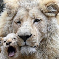 Схема вышивки «Леви»