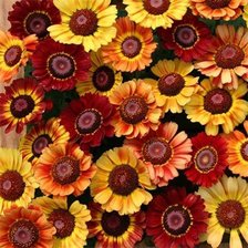 Схема вышивки «Гайлардія»