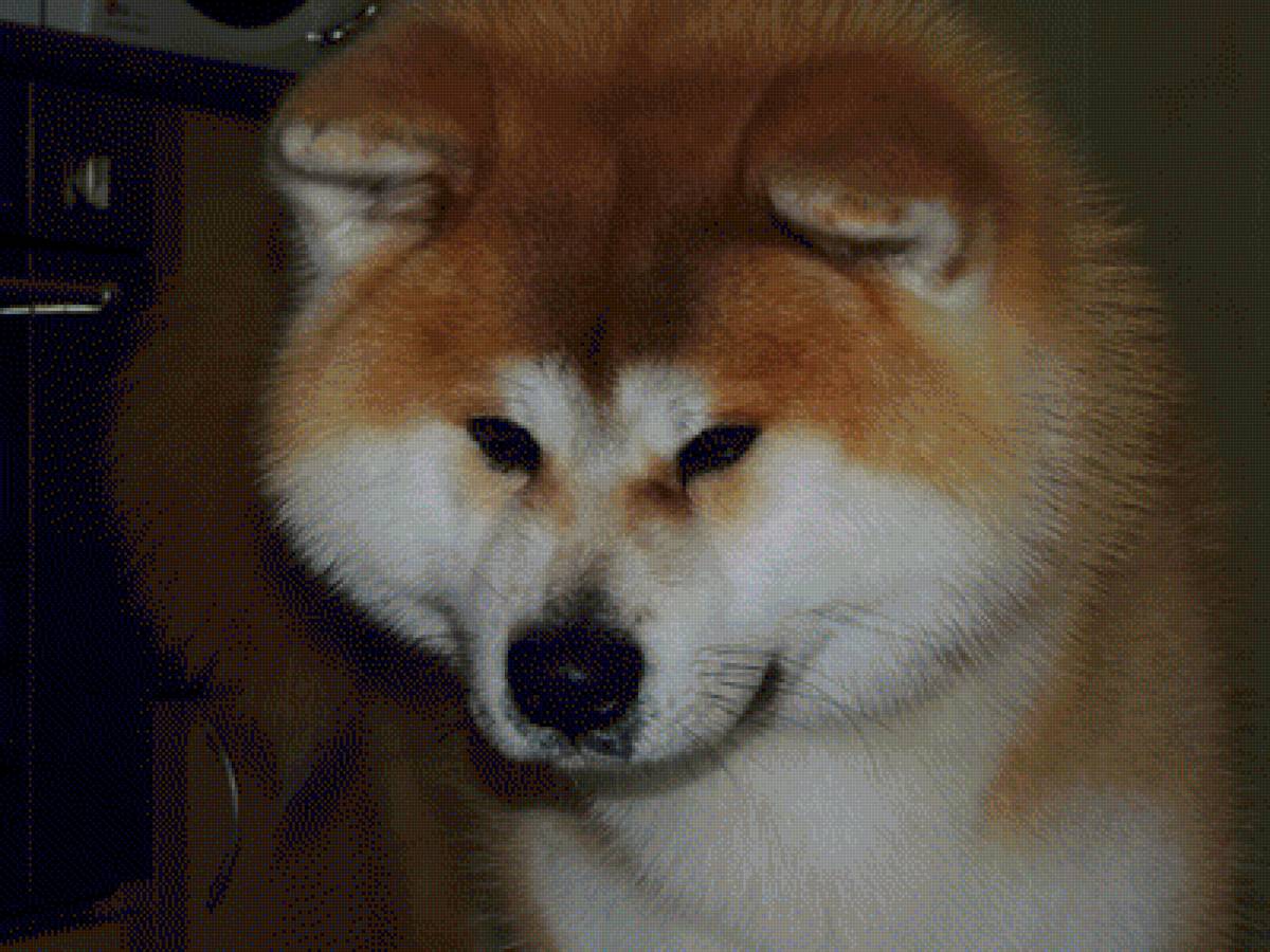 Kaminari Pride Runmaru - японская акита - предпросмотр