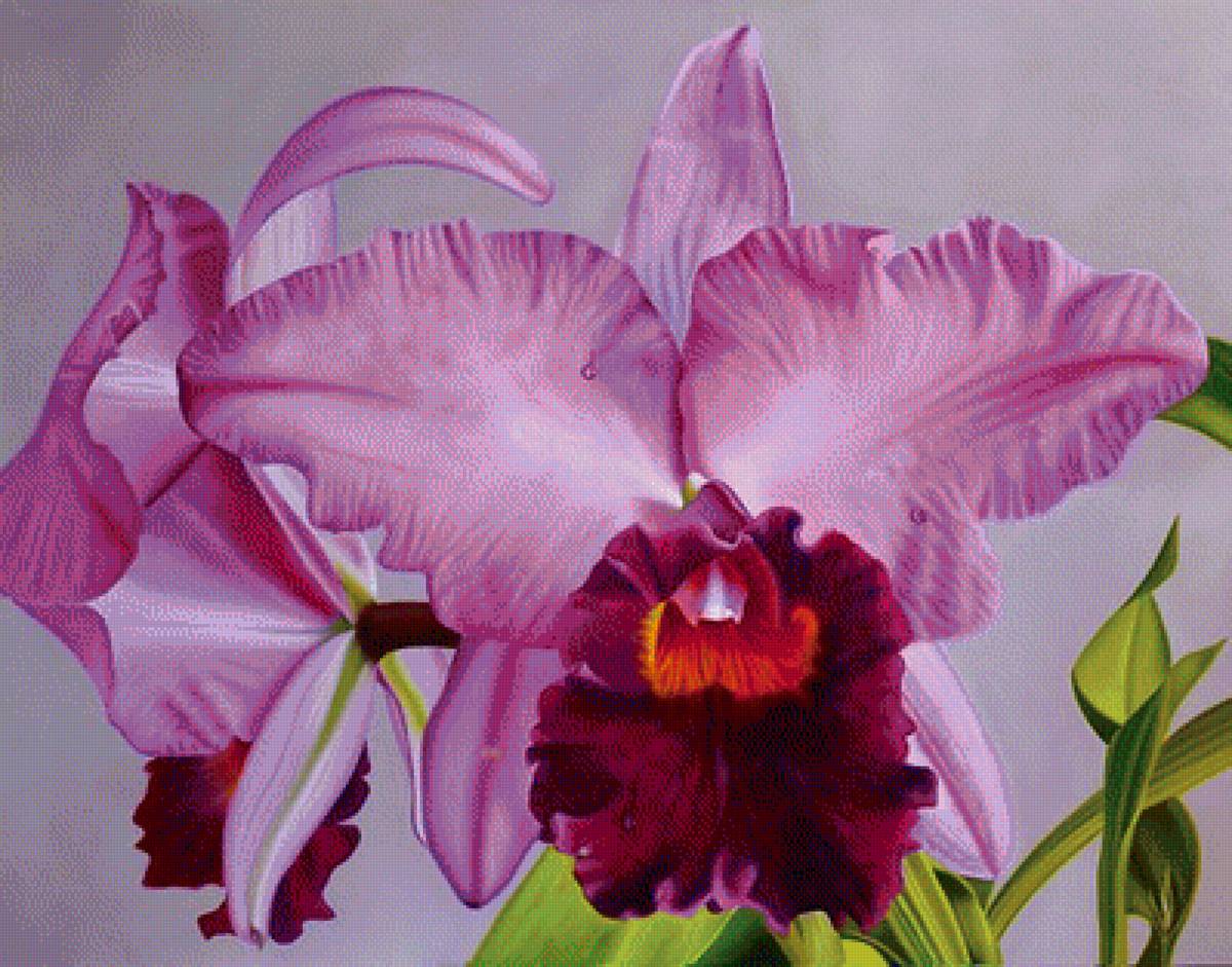 орхидея - цветы - предпросмотр