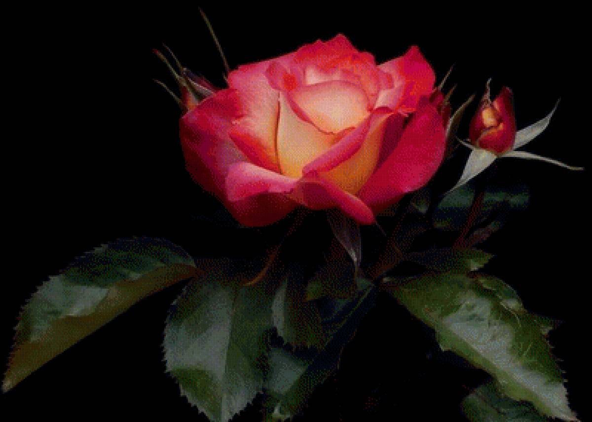 цветы на черном фоне - цветы - предпросмотр