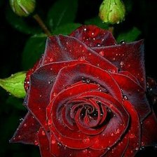 Схема вышивки «Троянда»