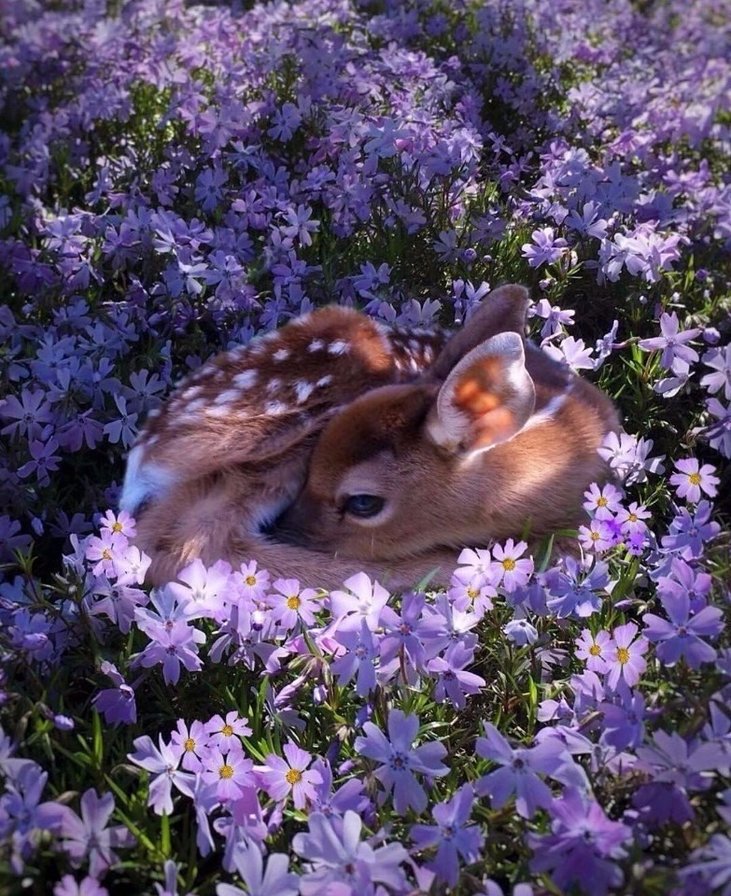 Оленятко - олені - оригинал