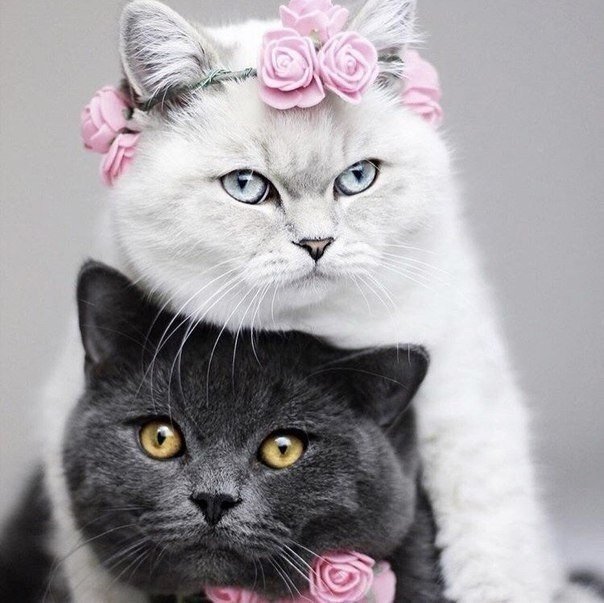 281 - оригинал