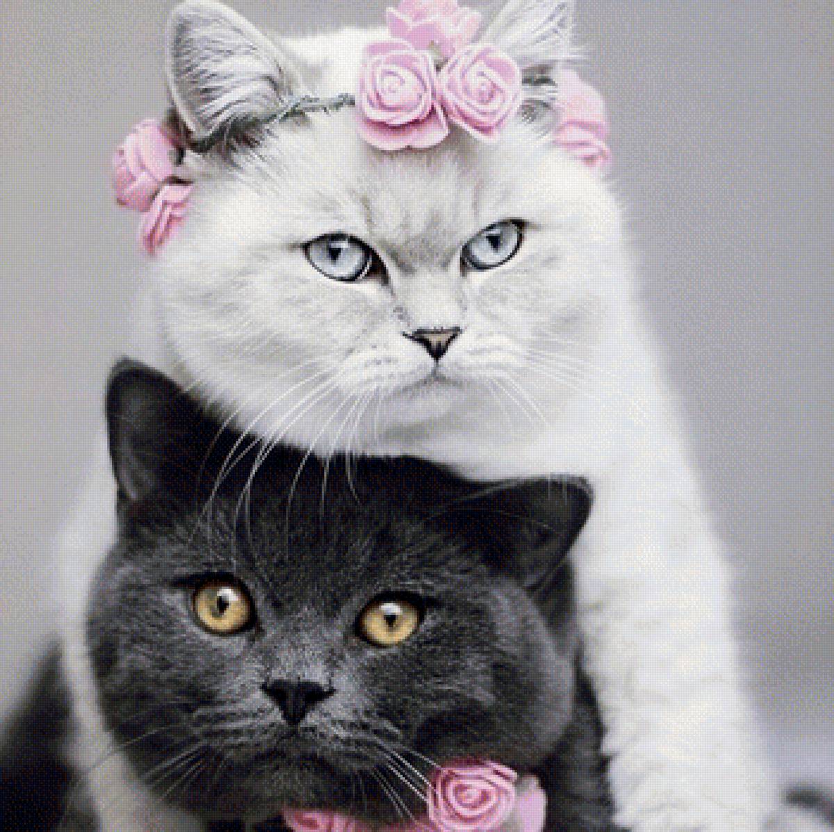 281 - предпросмотр