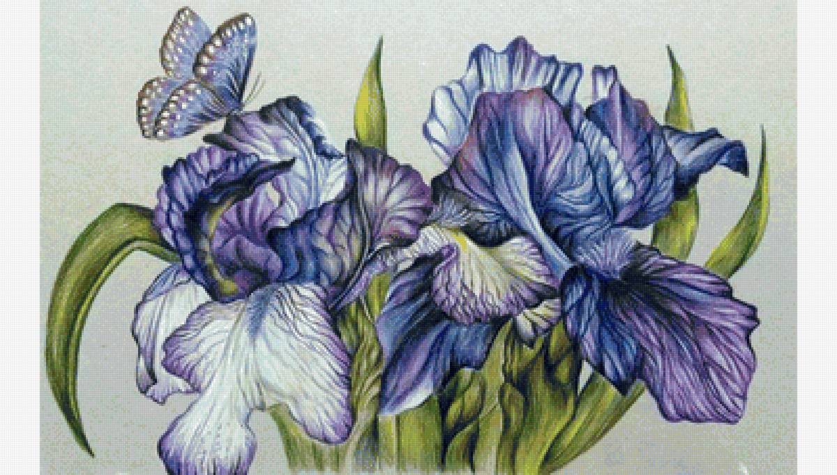 Ирисы и бабочка - ирисы, бабочка, цветы - предпросмотр