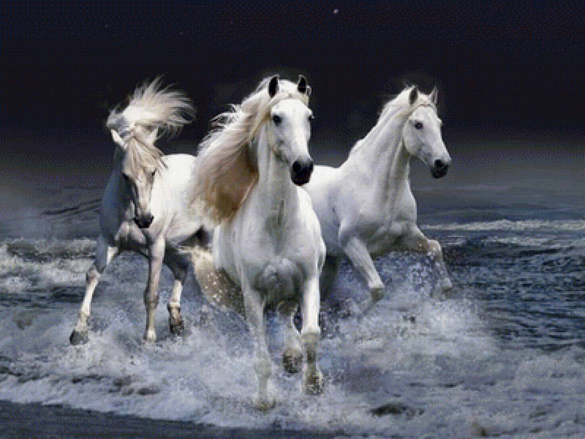 Кони - предпросмотр