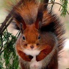 Схема вышивки «Белка»