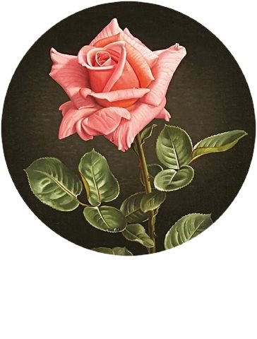 Роза - цветы - оригинал