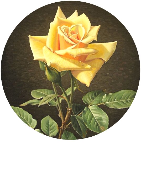 Роза - цветы - оригинал