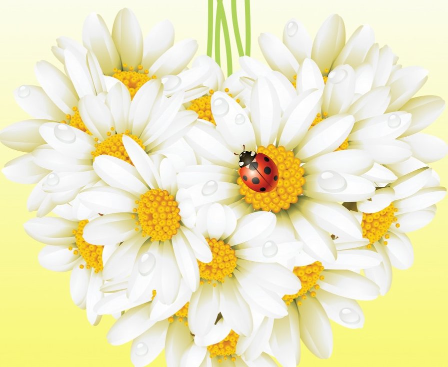 ромашки - лето, цветы - оригинал