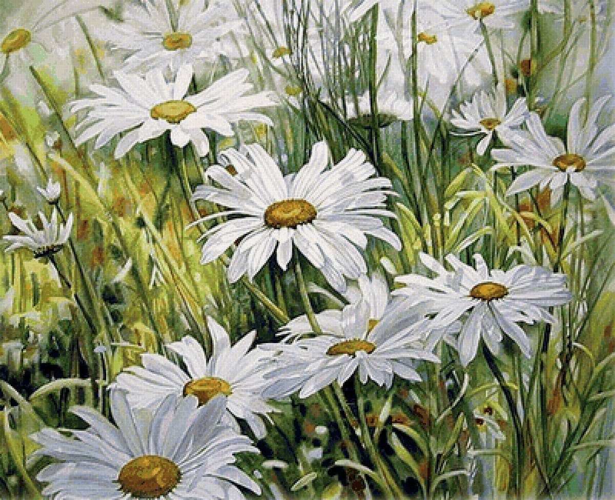 ромашковое поле - лето, цветы - предпросмотр