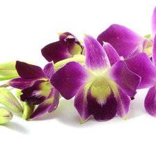 Схема вышивки «орхідея»