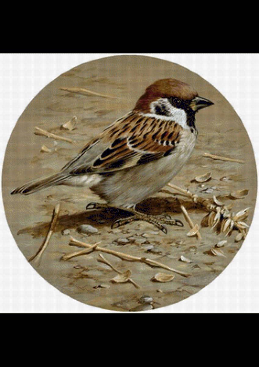 Воробей - птицы - предпросмотр