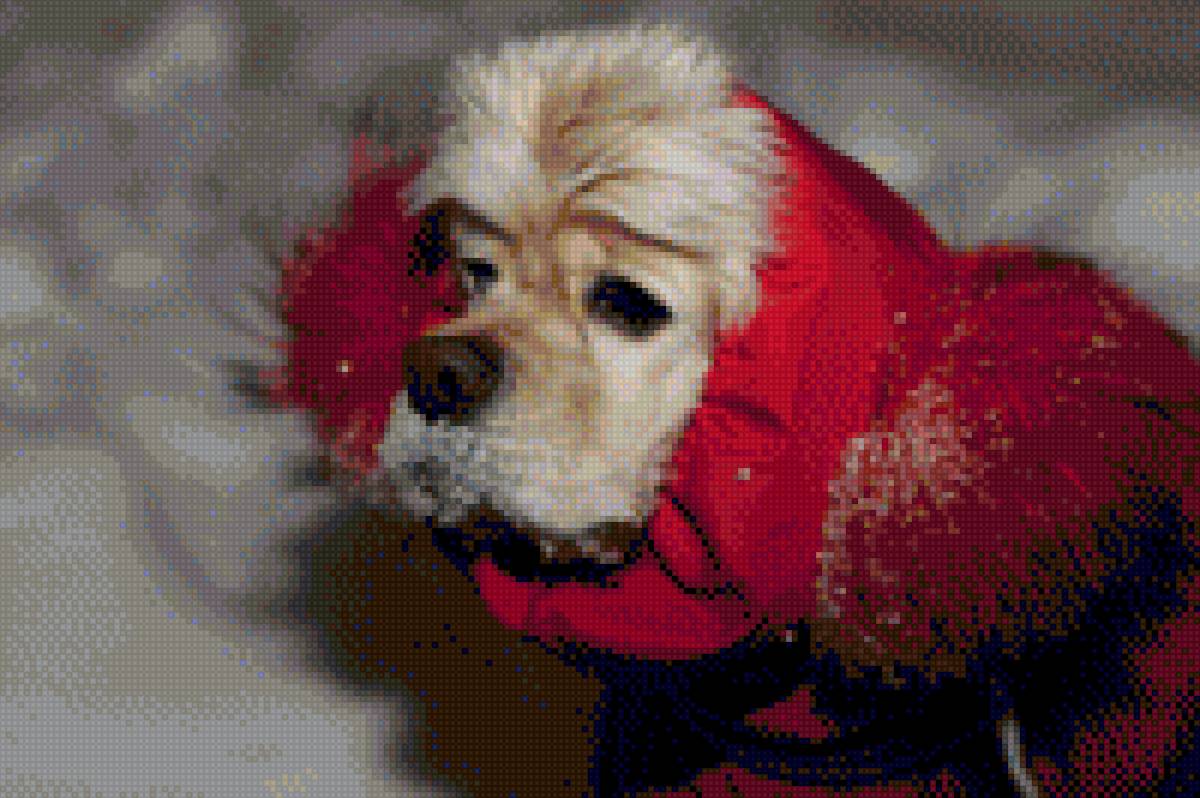 Американский кокер-спаниель - животные, собака, спаниель - предпросмотр