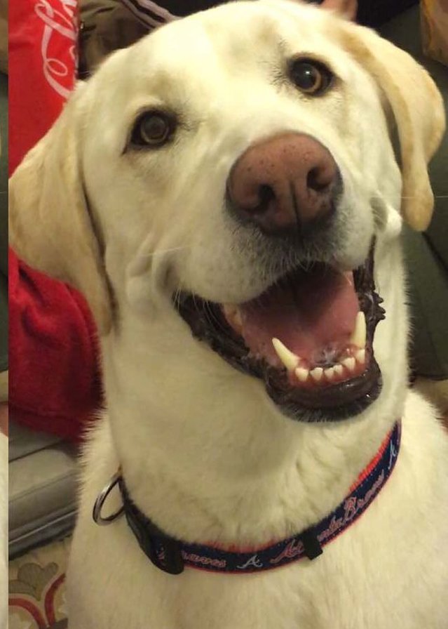 Окли 2 - собаки - оригинал