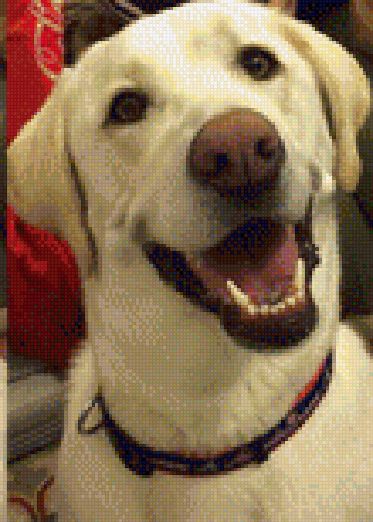 Окли 2 - собаки - предпросмотр