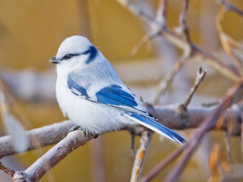 №1695049 - птица - оригинал